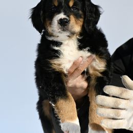 Bernese Mountain Dog, Golden Mountain Dog, and Golden Retriever Puppies from Grateful Bernese & Gage's Goldens