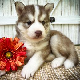 Ira - Red and white female Siberian Husky puppy in Union Grove, Alabama from Southern Siberian Life