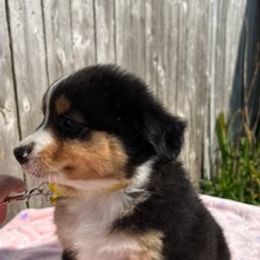 Yellow - Black tri female Miniature American Shepherd puppy in Rochester, Massachusetts from Anchored Roots Miniature American Shepherds