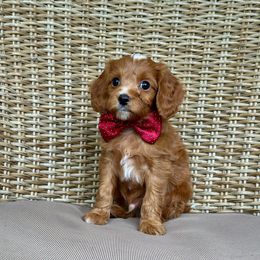 Lance - Red male Cavapoo puppy in Chipley, Florida from Coastal Cavapoos