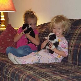 Pembroke Welsh Corgi Puppies from Keifer’s Corgis