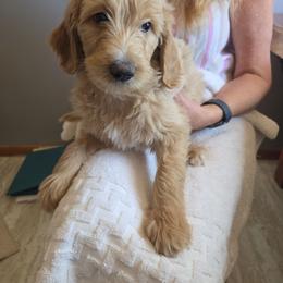 Monday - Apricot female Goldendoodle puppy in Goldenvalley, Arizona from Sunshine Doodles