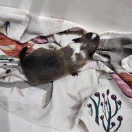 TiNY Popper - Sable and white male Shetland Sheepdog puppy in Houston, Texas from LaLa's Lilliputian Lassies