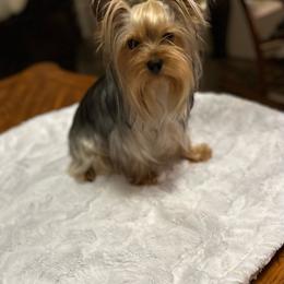 Bentley - Yorkshire Terrier