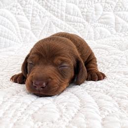 Chocolate truffles 3000 - Chocolate male Dachshund puppy in Bremen, Georgia from Jones Royal Kennels / Jones Miniature Dachshunds