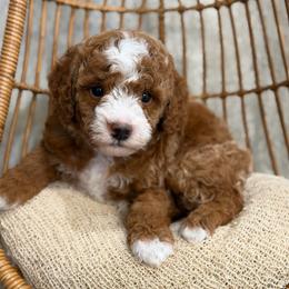 Halle - Red  female Poodle puppy in Belleville, New Jersey from TK Poodles