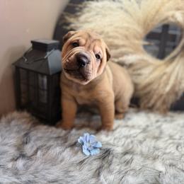 Everest - Fawn female Chinese Shar-Pei puppy in Lehigh Acres, Florida from Florida Wrinkles