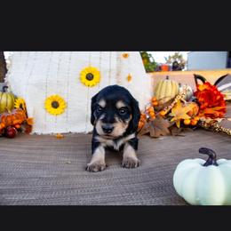 Black and Cream Girl - Black and cream female Dachshund puppy in Choctaw, Oklahoma from TS Performance Horses & Dachshunds