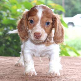 Mitchel Purebred DNA Tested Parents Health Certified Family Raised Piebald - Red male Dachshund puppy in Haines City, Florida from Divine Poodle Paradise Standard Poodles & Divine Dachshunds
