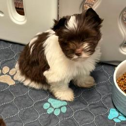 Skye - Liver female Yorkshire Terrier puppy in Lafayette, Georgia from Berggipfel Yorkies