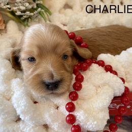 Charlie Jo - Red Dachshund puppy in Stoutland, Missouri from Farmhouse Dachshunds