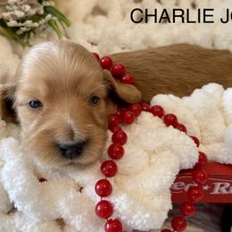 Charlie Jo - Red Dachshund puppy in Stoutland, Missouri from Farmhouse Dachshunds