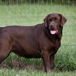 Lulu - Labrador Retriever