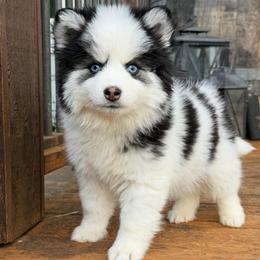 Nacho - Black and white male Pomsky puppy in Mc Minnville, Oregon from West Coast Pomskies