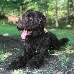 Australian Labradoodle Puppies from Forest Hill Labradoodles