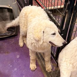 Lyria - White female Maremma Sheepdog puppy in Kings County, California from Prancing Pony Farm Maremma Sheepdogs