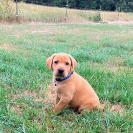 Blue Glitter Collar  Male - Yellow male Labrador Retriever puppy in Quinlan, Texas from Wright Way Retrievers