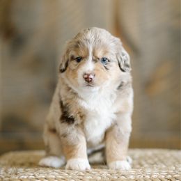 Jim - Red merle male Miniature Australian Shepherd puppy in Pocatello, Idaho from R Heart Mini Aussies