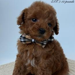 D-Blue Boy - Red  male Goldendoodle puppy in Lewisville, Texas from Texas Goldendoodle Lovers