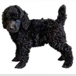 Dolly - Black female Poodle puppy in Greenwich, New York from MizzElle’s Standard Poodles