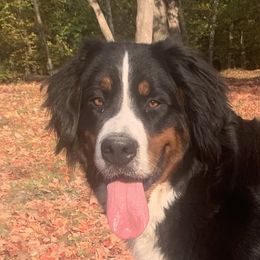 Darla - Bernese Mountain Dog