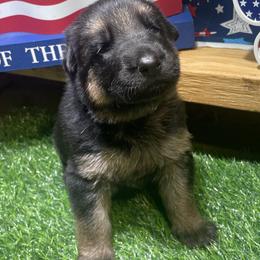 Purple collar Girl 2 - Black and tan female German Shepherd puppy in Joshua, Texas from American Viking GSD Ranch