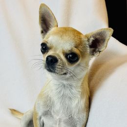Stella - Chihuahua