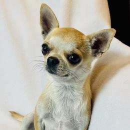 Stella - Chihuahua