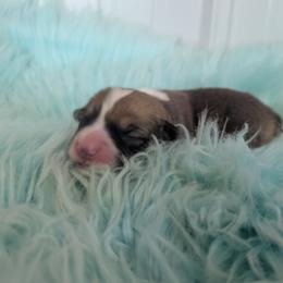 Native - Sable and white male Cardigan Welsh Corgi puppy in Hotchkiss, Colorado from Bell S Ranch