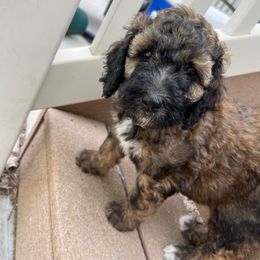 Sheepadoodle Puppies from Pretty Perfect Pups