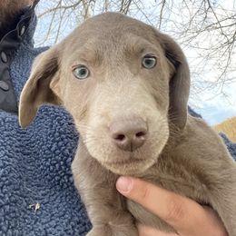 Frost - Dilute Retriever puppy from Chickentown Labradors