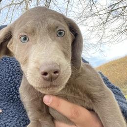 Frost - Dilute Retriever puppy from Chickentown Labradors
