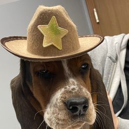 Basset Hound and Labrador Retriever Puppies from Porter Kennels