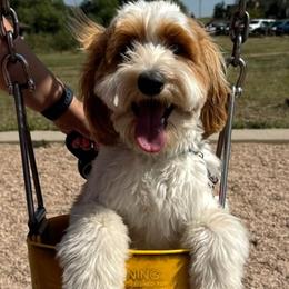 Goldendoodle and Labradoodle All Grown Up from Grace N Faith Doodles