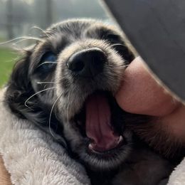 Dachshunds from Upper Pack River Mini Dachshunds