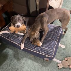 Mountain Cur Puppies from Walnut Ridge Mountain Curs