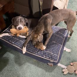 Mountain Cur Puppies from Walnut Ridge Mountain Curs