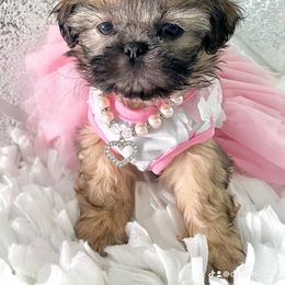 Shih Tzu Puppies from Arizona Sunrise Shih Tzus