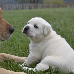 German Shepherds and Labrador Retrievers from Varian Kennels