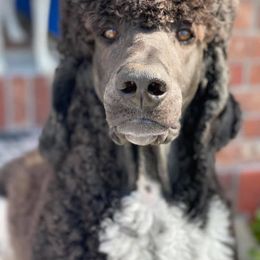 Poodle All Grown Up from High Desert Standard Poodles