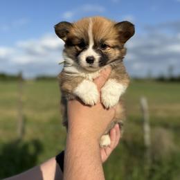 Mr. Laurence - Yellow (Fluffy) - Sable male Pembroke Welsh Corgi puppy in Milan, Georgia from Williams’ Welsh Corgis LLC