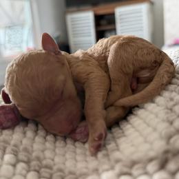 Goldendoodle Puppies from Farihope family
