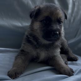 Kaiser - Black and tan male German Shepherd puppy in Perkasie, Pennsylvania from Twila Ruth Herot
