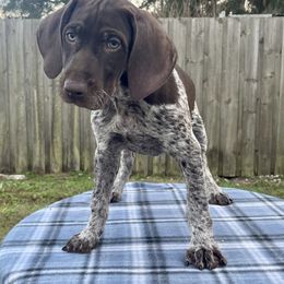 German Shorthaired Pointer and Jack Russell Terrier Puppies from Ivy Creek Kennels