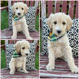 Goldendoodle Puppies from Puppy Paws Colorado