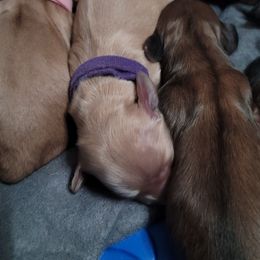 Purple girl - Cream female Dachshund puppy in Sour Lake, Texas from Rigdon's dachshunds