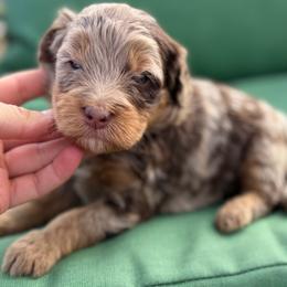 White collar boy - Chocolate merle male Bernedoodle puppy in Colorado Springs, Colorado from Mercy Mountain Bernedoodles