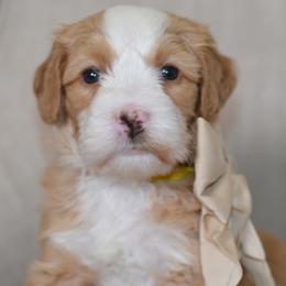 Honeycrisp 'Honey'- Yellow Collar Female - Red female Bernedoodle puppy in Katy, Texas from Bluebonnet Bernedoodles of Southeast Texas