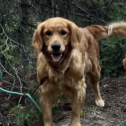 Aria - Golden Retriever