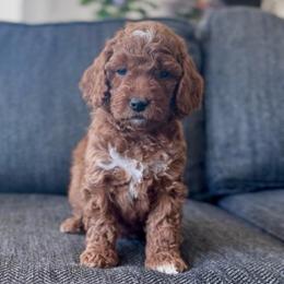 Violet - Red  female Goldendoodle puppy in St George, Utah from Doodle Bears of Southern Utah